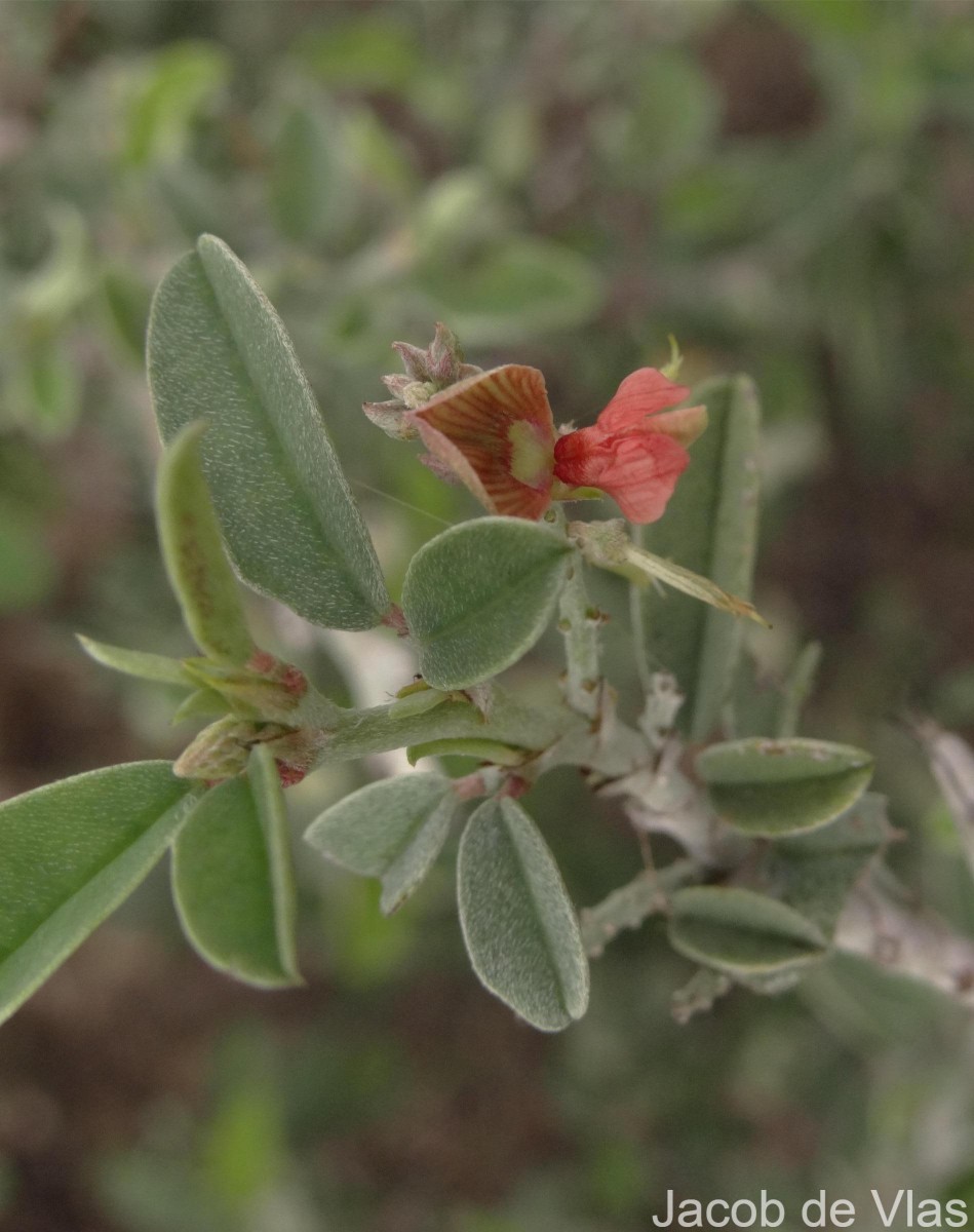 Indigofera oblongifolia Forssk.